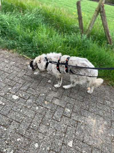 TierschutzhundeStammtisch🐕-Beitrag-Bild