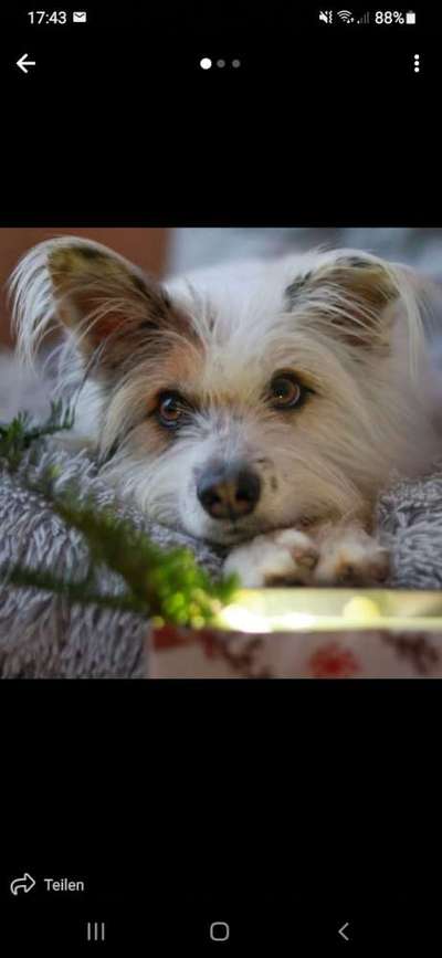 TierschutzhundeStammtisch🐕-Beitrag-Bild