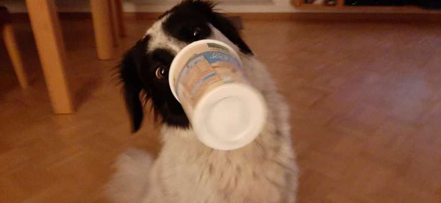 Fotochallenge Guten Appetit! Dein Hund beim futtern-Beitrag-Bild