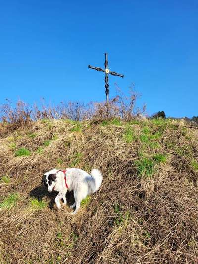 TierschutzhundeStammtisch🐕-Beitrag-Bild
