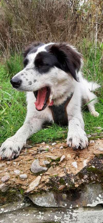 Hunde Porträt (Portrait) Galerie....-Beitrag-Bild