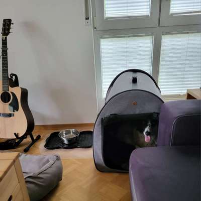 TierschutzhundeStammtisch🐕-Beitrag-Bild