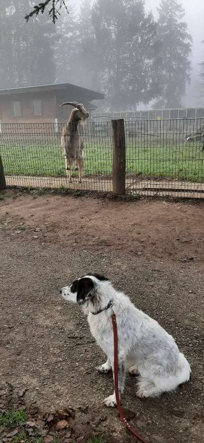 TierschutzhundeStammtisch🐕-Beitrag-Bild