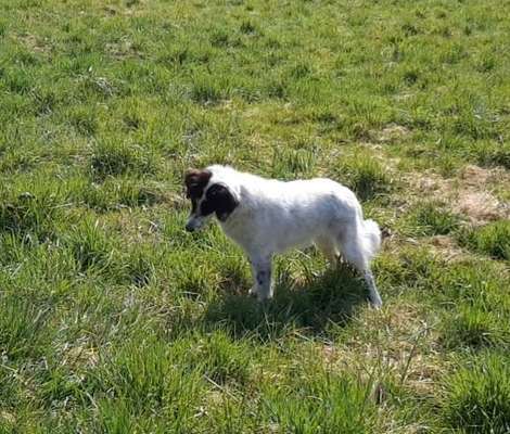 TierschutzhundeStammtisch🐕-Beitrag-Bild