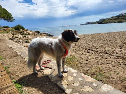 TierschutzhundeStammtisch🐕-Beitrag-Bild