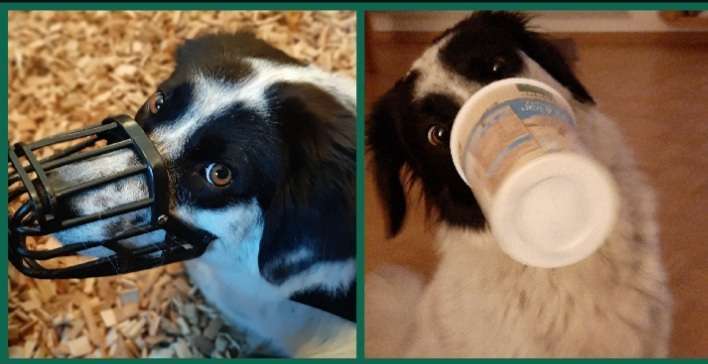 Zeige den lustigsten Blick deines Hundes-Beitrag-Bild