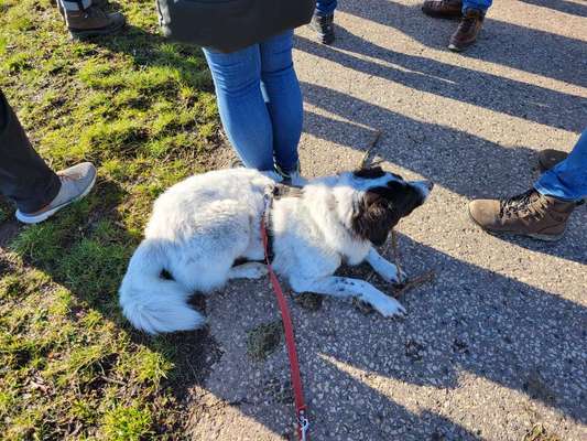 TierschutzhundeStammtisch🐕-Beitrag-Bild