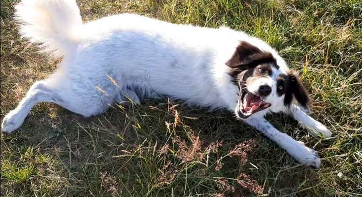 TierschutzhundeStammtisch🐕-Beitrag-Bild