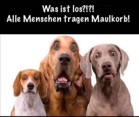 Gründe gegen Maulkorb-Beitrag-Bild