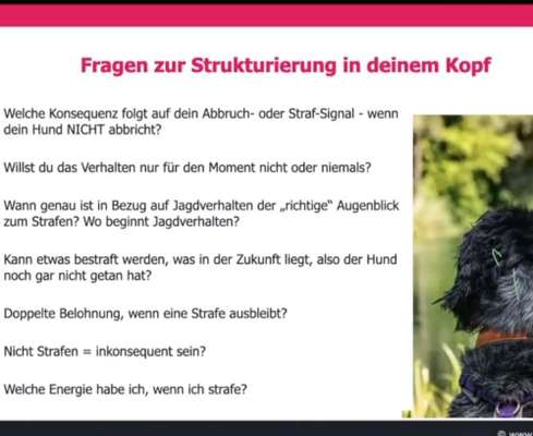 TierschutzhundeStammtisch🐕-Beitrag-Bild