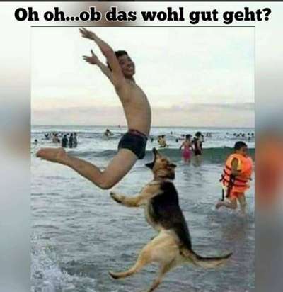 Hunde Memes-Beitrag-Bild