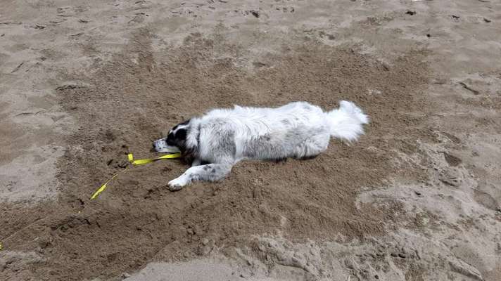 TierschutzhundeStammtisch🐕-Beitrag-Bild