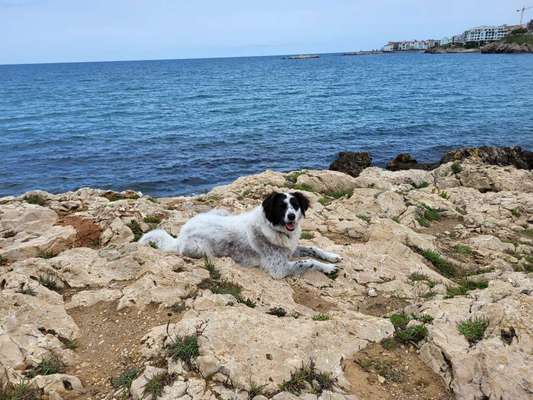 TierschutzhundeStammtisch🐕-Beitrag-Bild