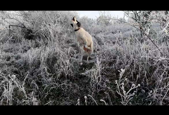 Dogorama Photo Challenge - Winterstimmung-Beitrag-Bild