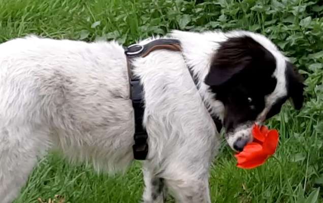 TierschutzhundeStammtisch🐕-Beitrag-Bild