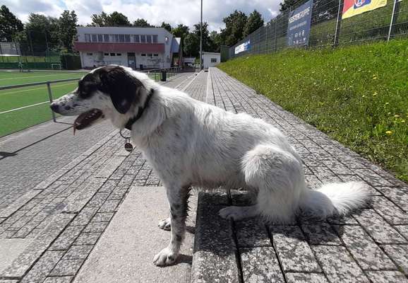 Wenn dein Hund vergisst was er ist...-Beitrag-Bild