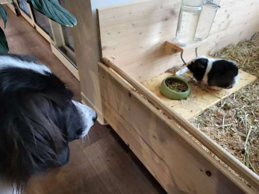 TierschutzhundeStammtisch🐕-Beitrag-Bild