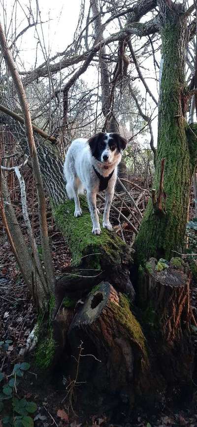 Wald Bild-Beitrag-Bild