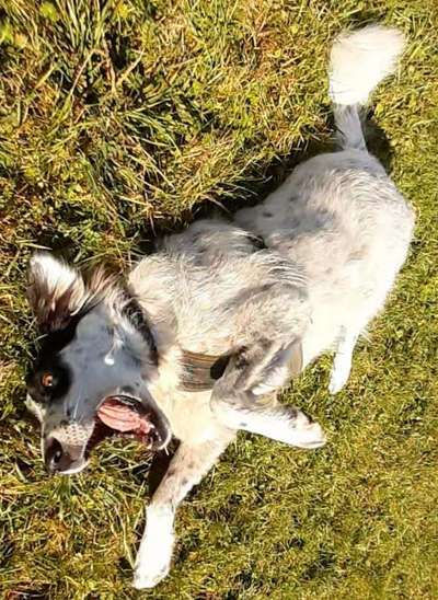 Zeige den lustigsten Blick deines Hundes-Beitrag-Bild