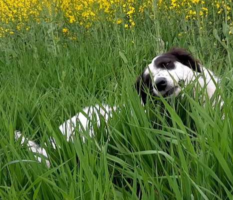 Zeige den lustigsten Blick deines Hundes-Beitrag-Bild