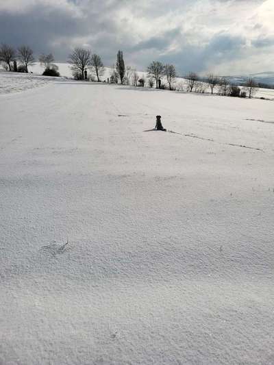 TierschutzhundeStammtisch🐕-Beitrag-Bild
