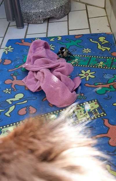 TierschutzhundeStammtisch🐕-Beitrag-Bild