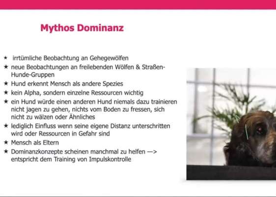 TierschutzhundeStammtisch🐕-Beitrag-Bild