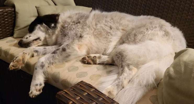 TierschutzhundeStammtisch🐕-Beitrag-Bild