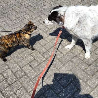 Hund im Kaufrausch-Beitrag-Bild