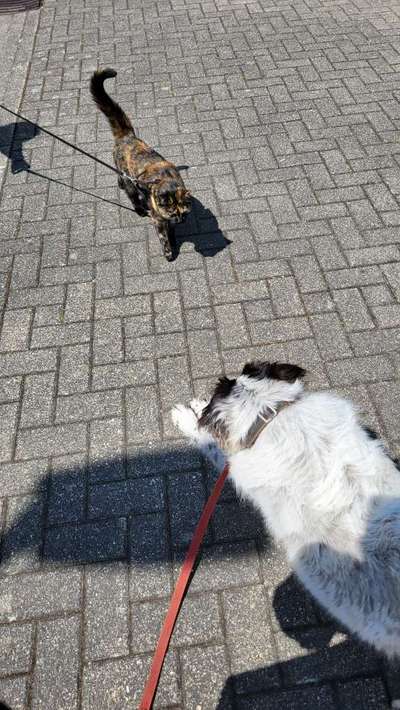 TierschutzhundeStammtisch🐕-Beitrag-Bild