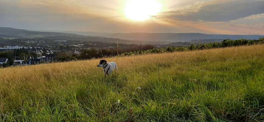 Die wunderschöne Welt mit Hund.-Beitrag-Bild