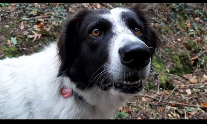 TierschutzhundeStammtisch🐕-Beitrag-Bild