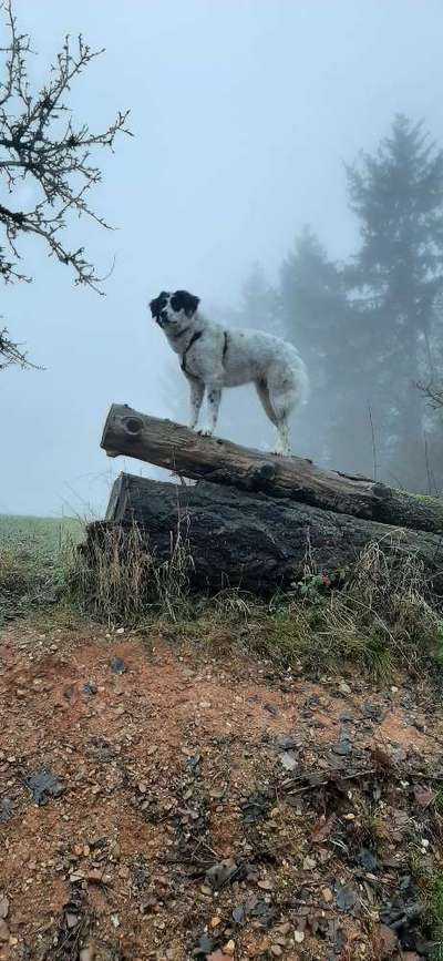 Dogorama Photo Challenge - Nebel-Beitrag-Bild