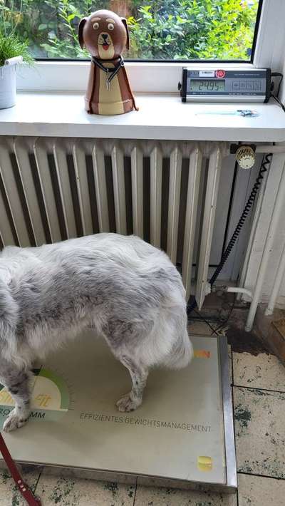 TierschutzhundeStammtisch🐕-Beitrag-Bild