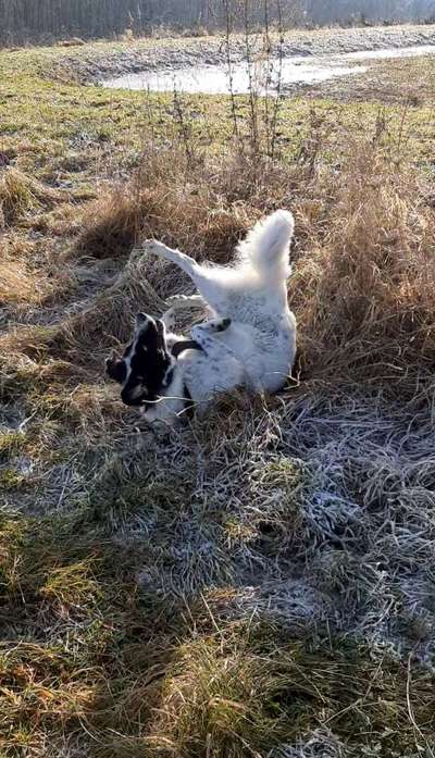 Dogorama Photo Challenge - Portrait-Beitrag-Bild