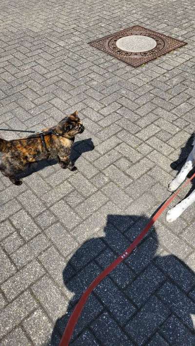 TierschutzhundeStammtisch🐕-Beitrag-Bild