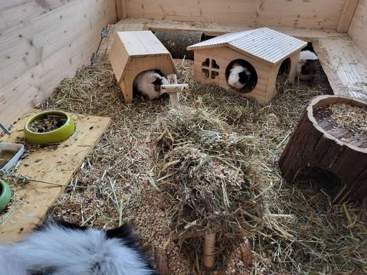 TierschutzhundeStammtisch🐕-Beitrag-Bild