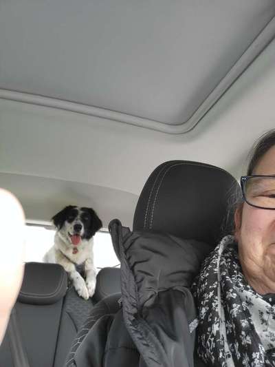 TierschutzhundeStammtisch🐕-Beitrag-Bild