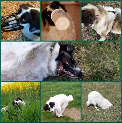 20. Collagen Challenge - "Lustige Schnappschüsse"-Beitrag-Bild