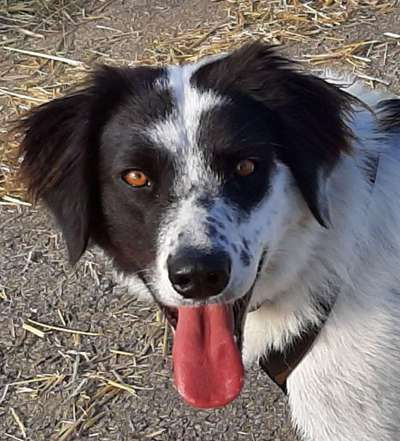 Fotochallenge Nr. 59 - Mein Hund zeigt die Zunge-Beitrag-Bild