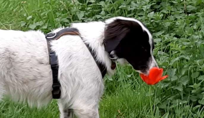 Fotochallenge 78

Es grünt und blüht-Beitrag-Bild