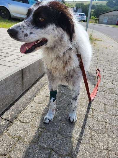 TierschutzhundeStammtisch🐕-Beitrag-Bild