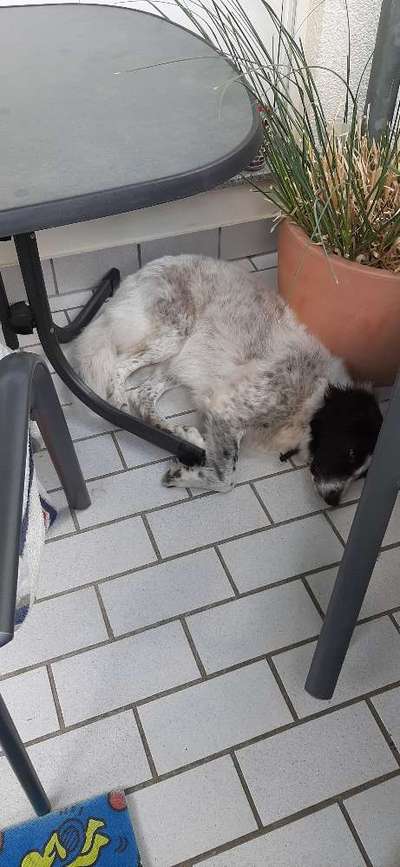 TierschutzhundeStammtisch🐕-Beitrag-Bild