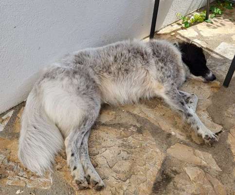 TierschutzhundeStammtisch🐕-Beitrag-Bild