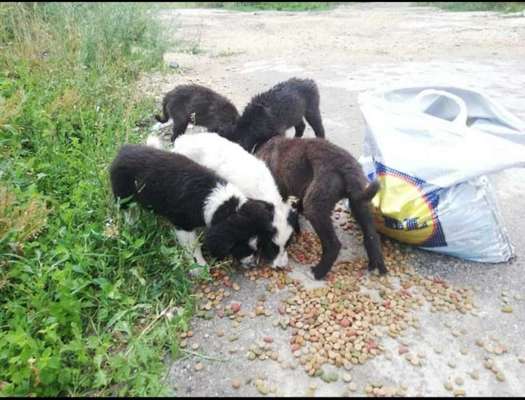 TierschutzhundeStammtisch🐕-Beitrag-Bild