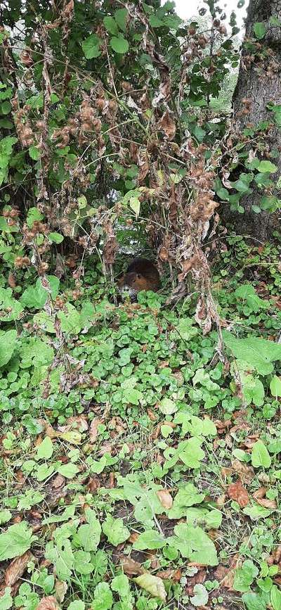 TierschutzhundeStammtisch🐕-Beitrag-Bild