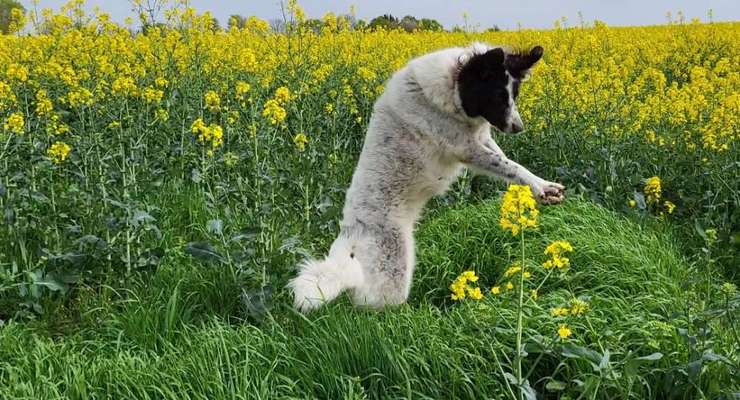 TierschutzhundeStammtisch🐕-Beitrag-Bild