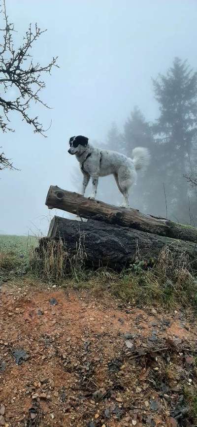 Postet das beste Foto von euren 4 beinern-Beitrag-Bild