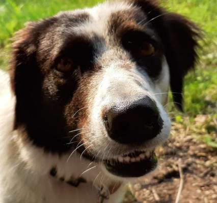 Dogorama Photo Challenge - Einmal lächeln bitte-Beitrag-Bild