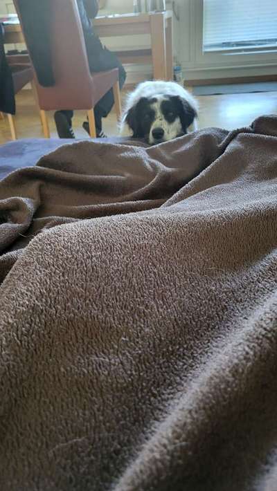 TierschutzhundeStammtisch🐕-Beitrag-Bild